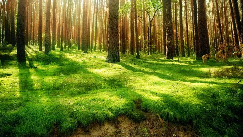 natureee