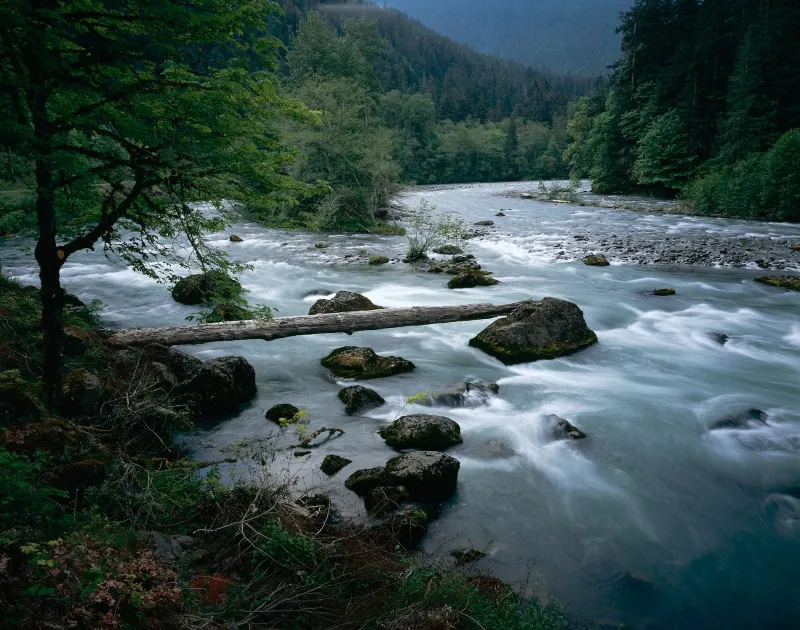 Elwha-River-log-Scott-Church-copy