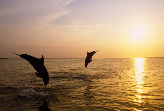 Silhouette of bottlenose dolphins