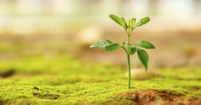 13412-new-life-plant-grow-green-hope-wide.1200w.tn